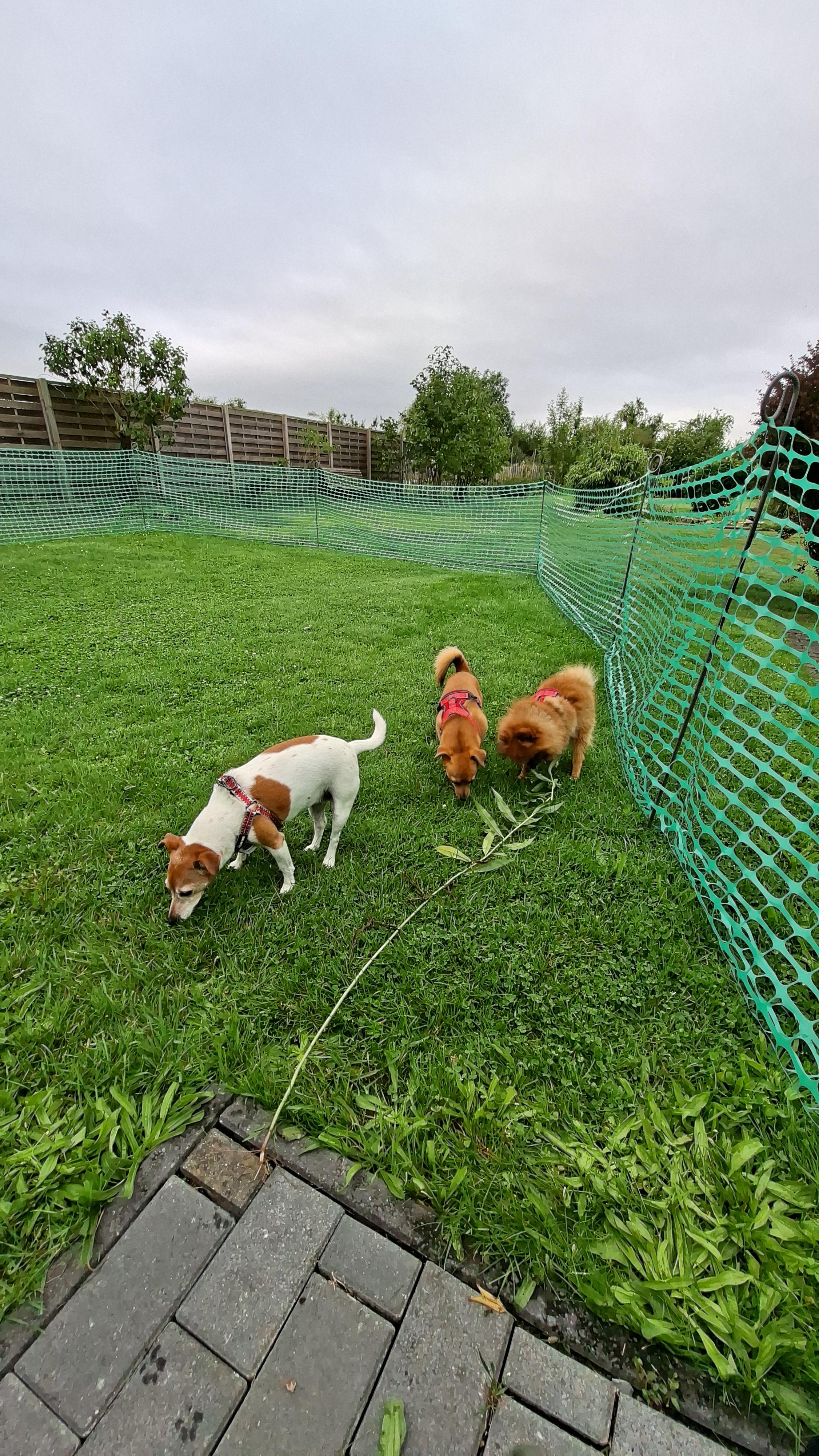 Afzetgaas (omheiningsnet) gebruik: Afzetgaas (omheiningsnet)